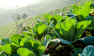 Our Commitment to Mother Earth: Sustainability Pledge